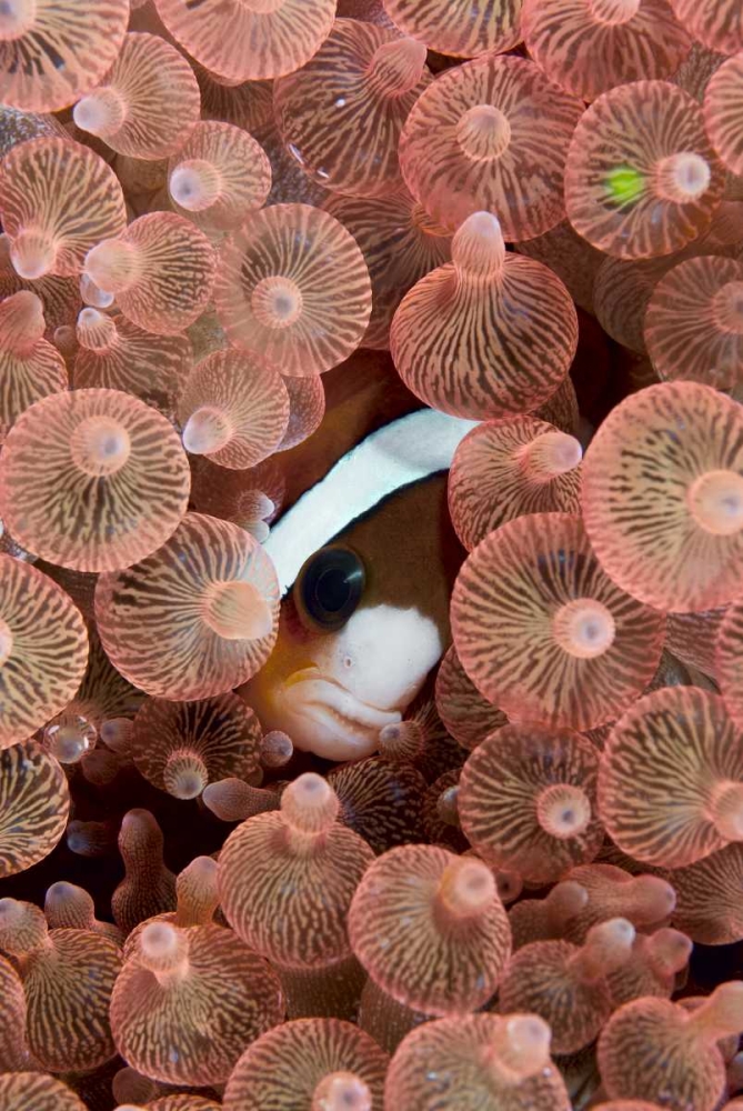 Indonesia A Clarks anemonefish peeking out
